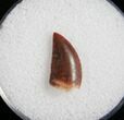 Raptor Tooth From Morocco #5039-1